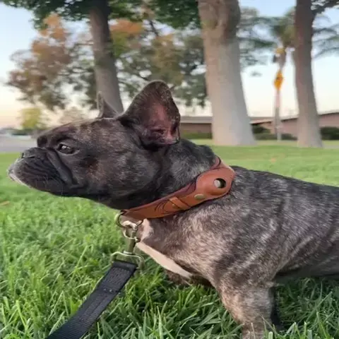 Airtag Dog Collar Holder