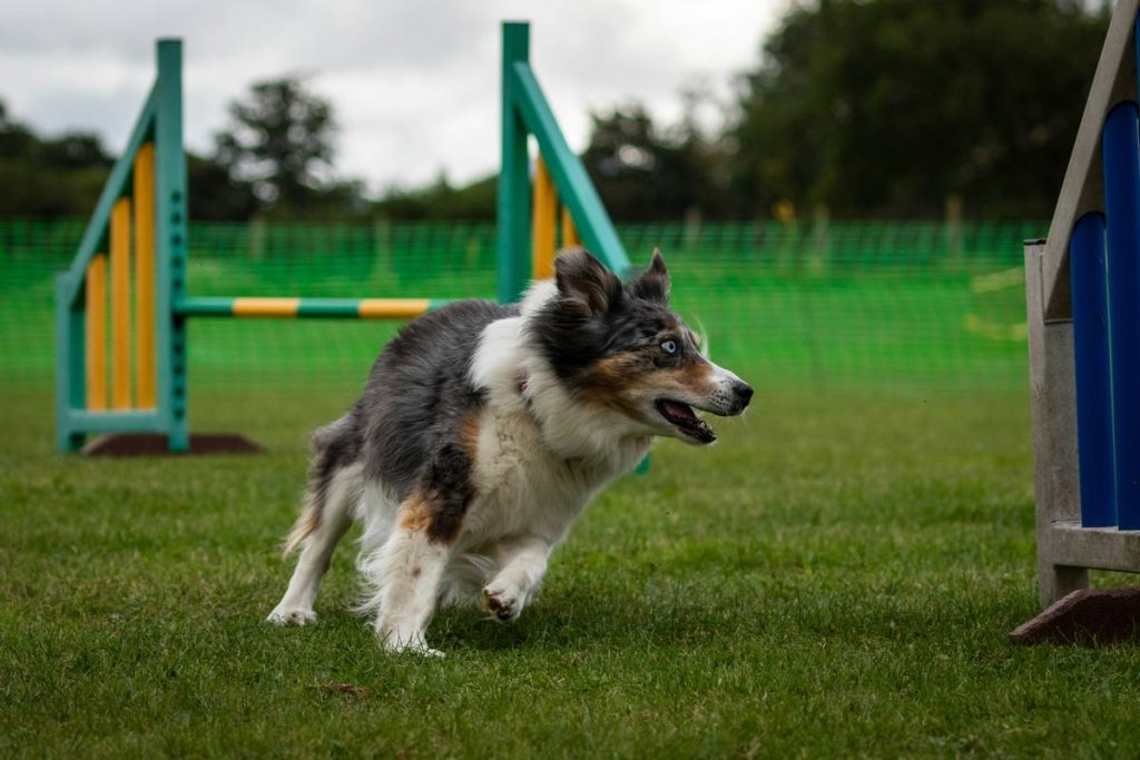 Emergency Recall Commands: Save Your Dog’s Life with These Proven Training Techniques