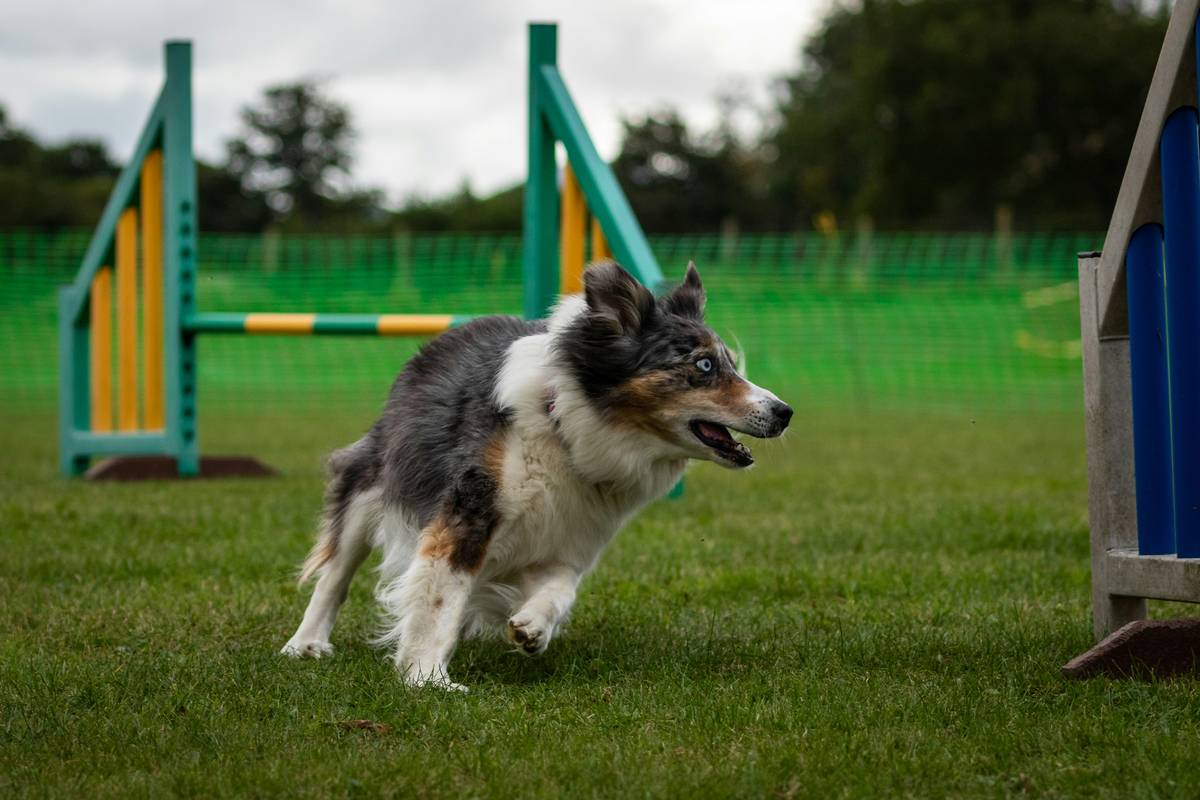 Emergency Recall Commands: Save Your Dog’s Life with These Proven Training Techniques
