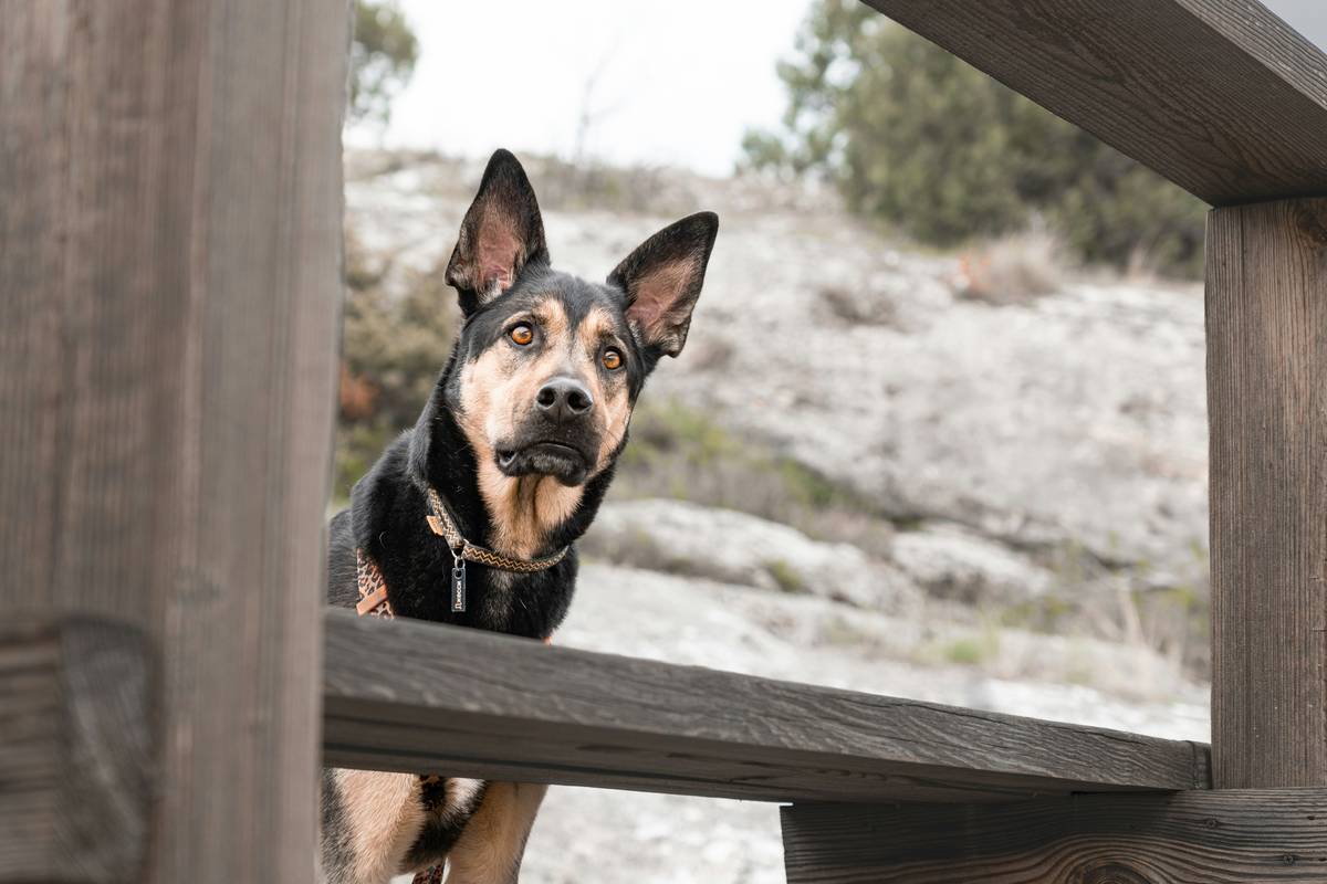 Emergency Stop: The Lifesaving Recall Command Every Dog Owner Must Master