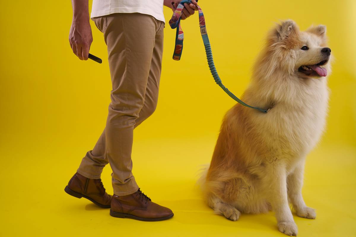 Gradual Distraction Training: The Secret to Rock-Solid Recall (Even at the Dog Park)