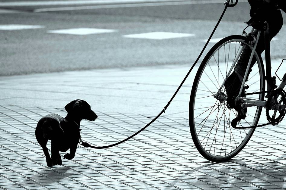 Homepage for Pet Care Pet Training Methods recall training