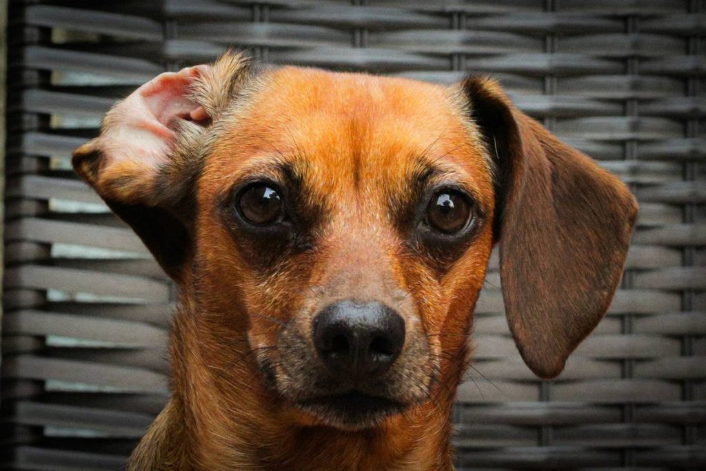 How to Master Recall in Dangerous Situations—Before It’s Too Late
