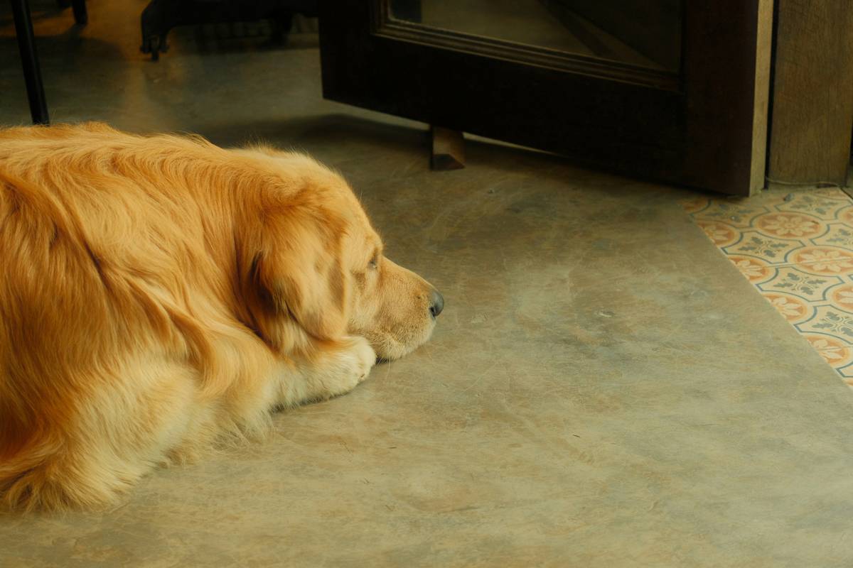 How to Train Distraction Proof Dogs: The Only Recall Method That Actually Works