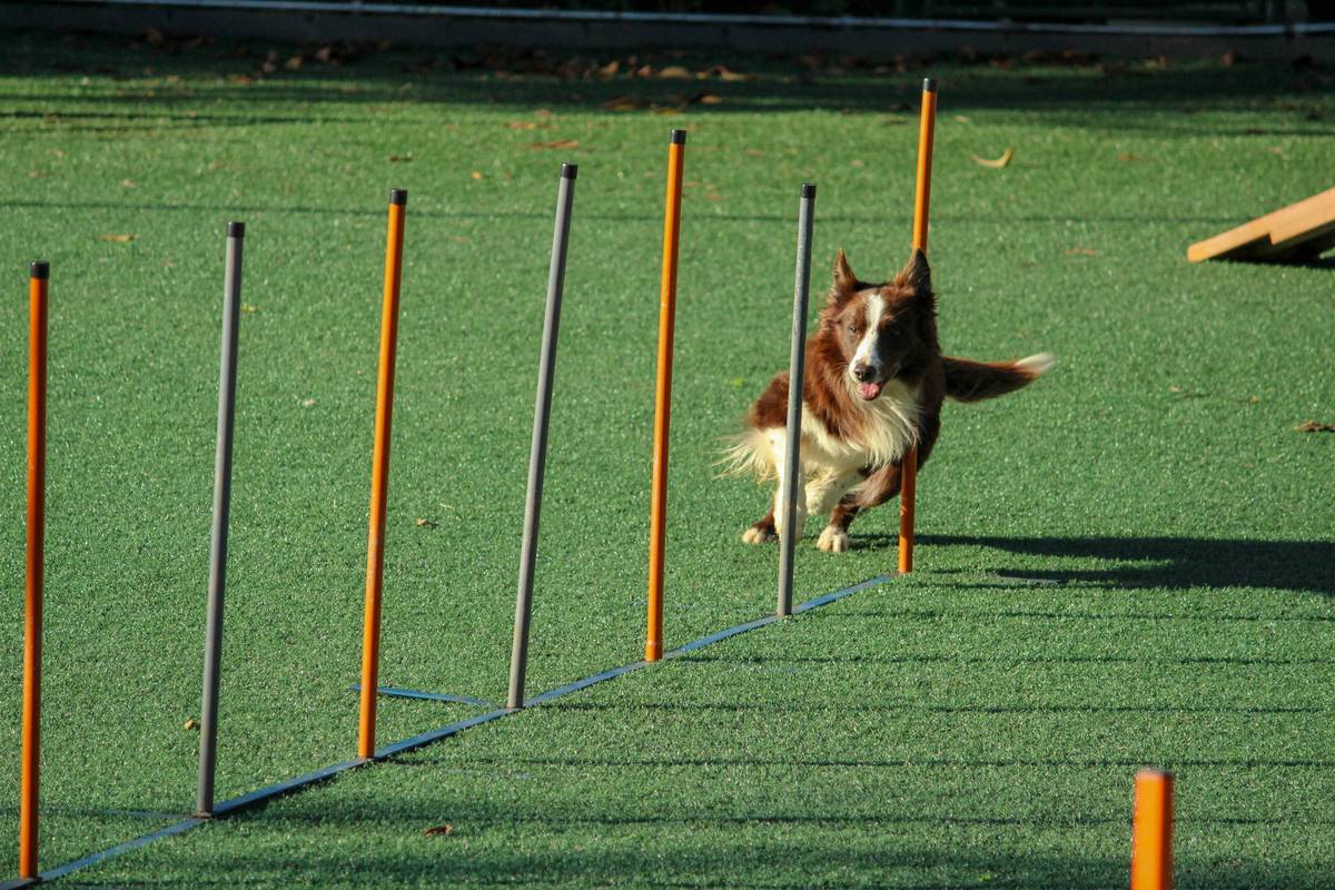 Infographic showing distraction hierarchy for dog recall training: Level 1 (low) = quiet home; Level 2 = backyard with toys; Level 3 = sidewalk with distant people; Level 4 = dog park with off-leash dogs; Level 5 (high) = squirrels or wildlife.