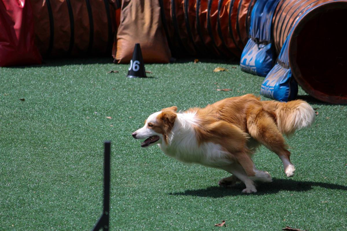 Long Recall Training: How to Get Your Dog to Come Every Time—Even from a Football Field Away