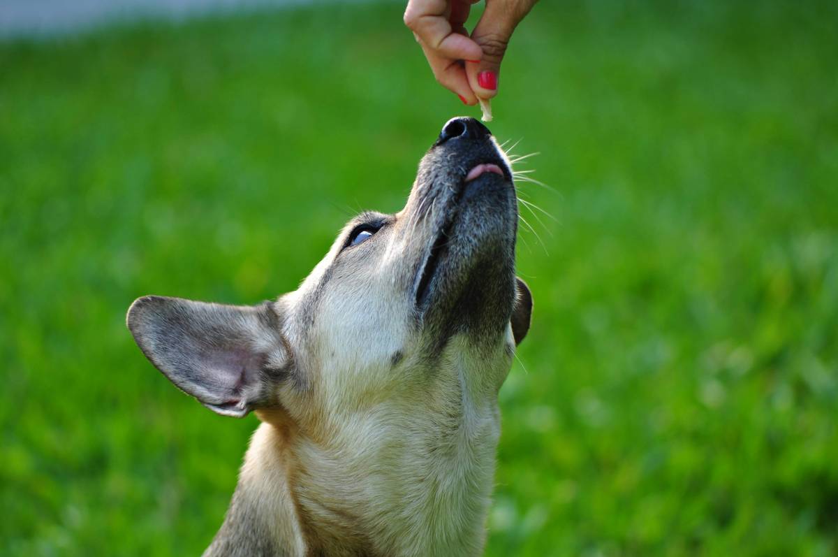 Recall Distance Tips: How to Train Your Dog to Come When Called—From 10 Feet to 100 Yards