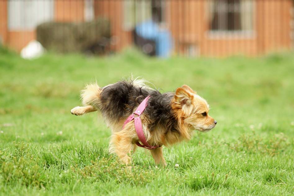 Trainer rewarding dog with treat during outdoor recall session