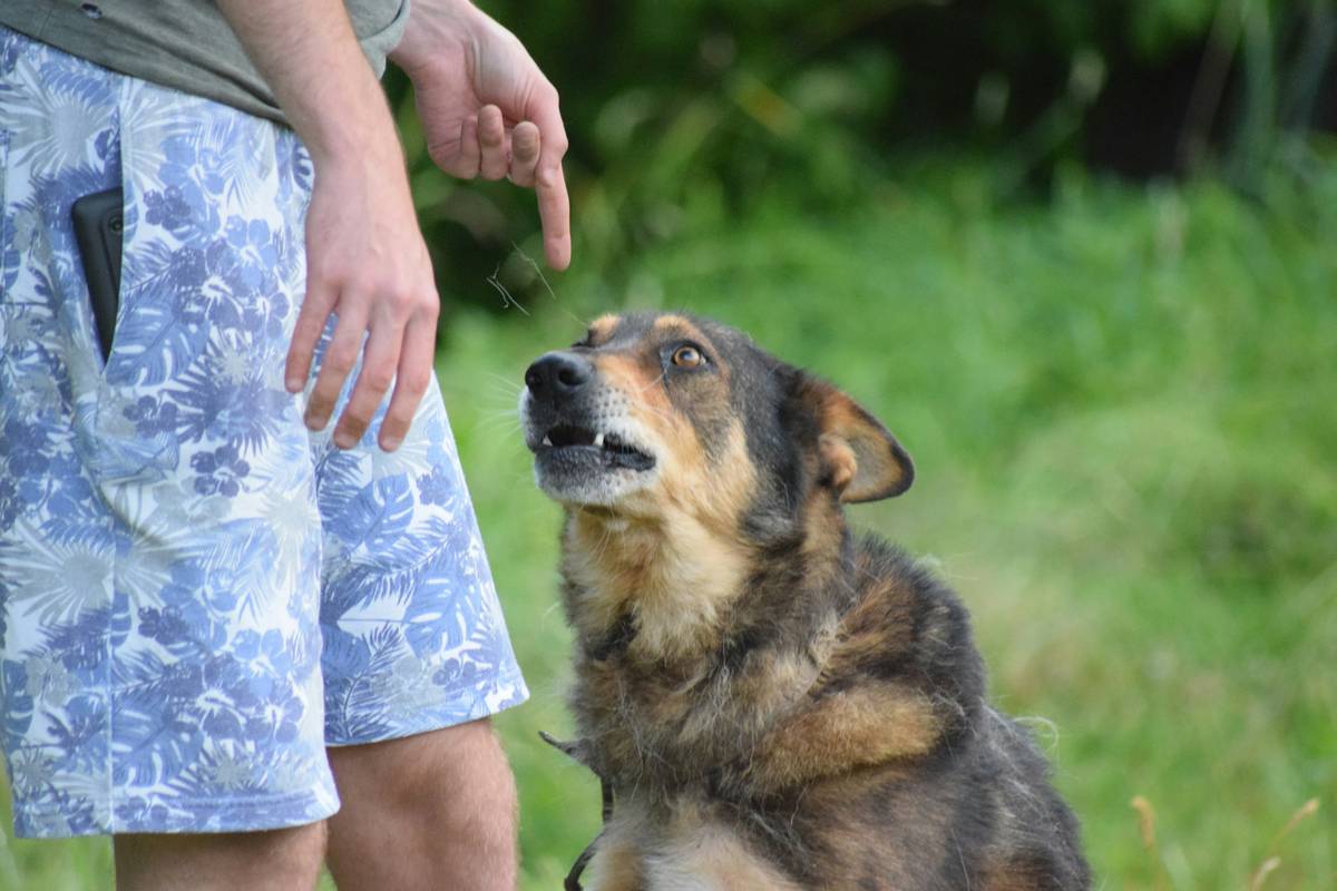 Why Your Dog’s Emergency Command Could Save Their Life (And How to Train It Right)