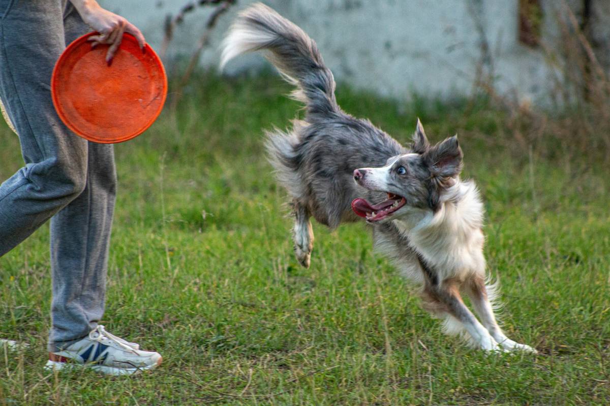 Distraction ladder for dog recall training showing progression from low-value items like toys to high-value distractions like squirrels or other dogs