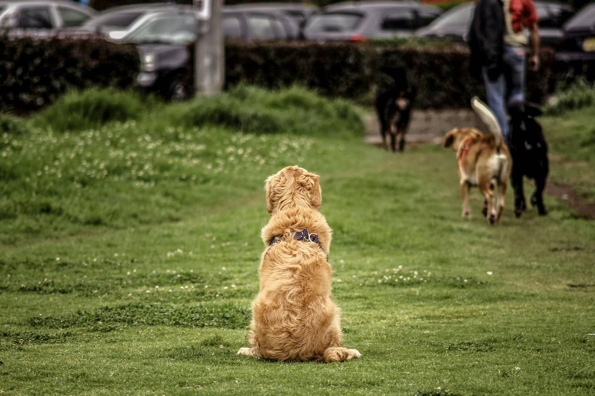 Distraction-Proof Recall: The Only Proof Exercises That Actually Work