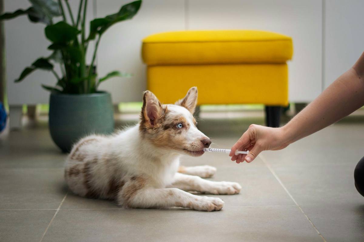 Distraction-Proof Recall Training: The Only Proof Methods That Actually Work