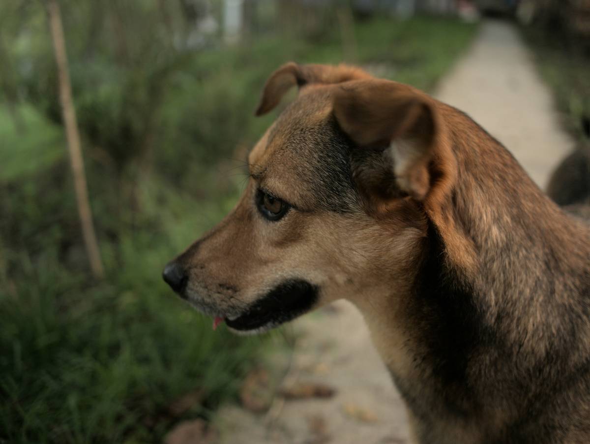 Trainer demonstrating focus proofing technique with dog near busy street