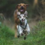 Emergency Dog Recall: How to Get Your Pup Back—Fast—When Seconds Count