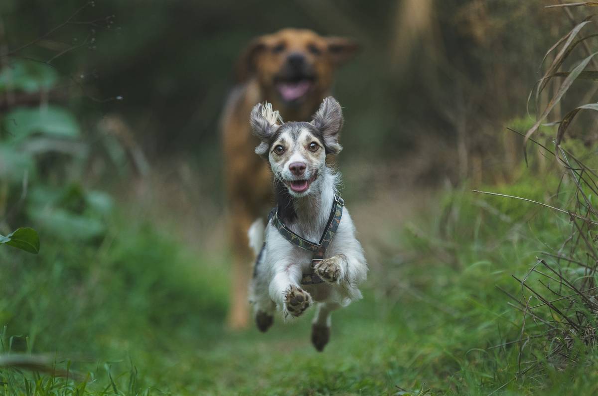 Emergency Dog Recall: How to Get Your Pup Back—Fast—When Seconds Count
