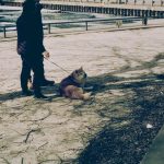 Emergency Recall Tips Every Dog Owner Needs Before Disaster Strikes