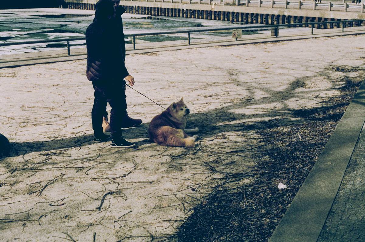 Emergency Recall Tips Every Dog Owner Needs Before Disaster Strikes