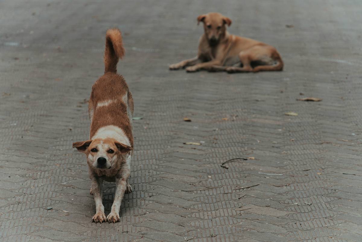 Emergency Response Recall Training: How to Get Your Dog Back—Fast When It Counts