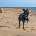 Fast Recall Training: Save Your Dog’s Life in Seconds, Not Minutes