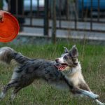How to Master Recall on Distance: The Lifesaving Skill Every Dog Owner Needs