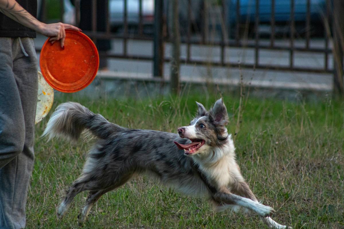 How to Master Recall on Distance: The Lifesaving Skill Every Dog Owner Needs