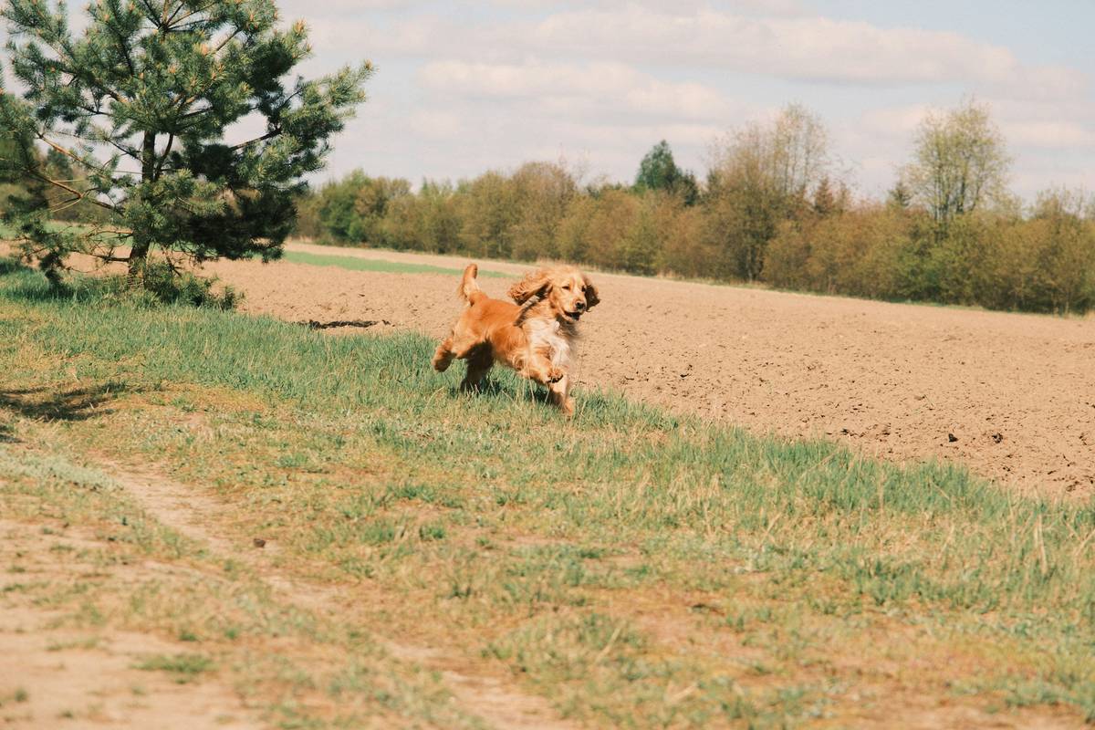 Mastering Recall at Distance: The Real-World Fix Most Trainers Won’t Tell You