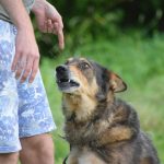 Mastering Recall from Distance: The Lifesaving Skill Every Dog Owner Needs