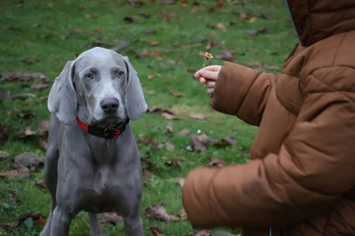 Dog responding instantly to crisis recall training cue in a park with distractions