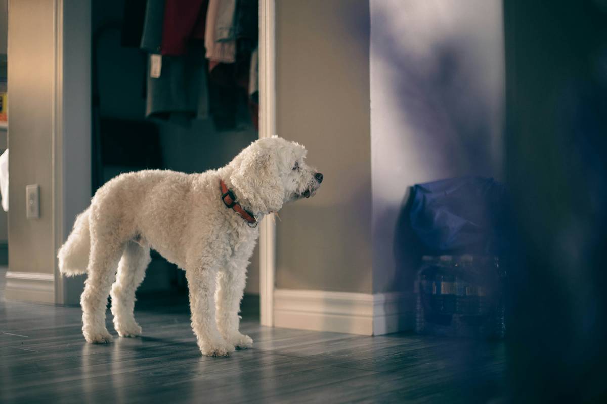 Comparison of recall at distance techniques showing dog responding to whistle versus verbal command in park setting
