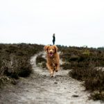 Proof Training: The Missing Link Between “Come” and “Actually Come When It Matters”