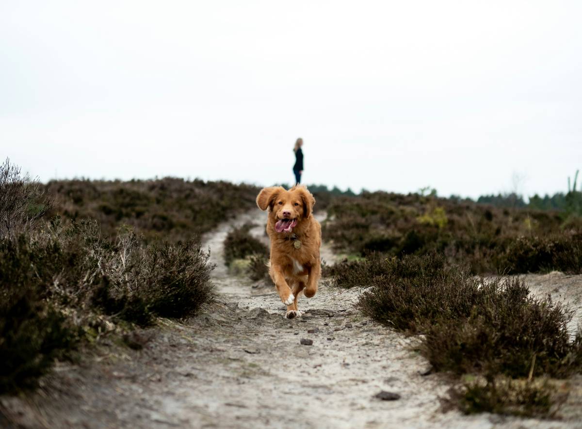 Proof Training: The Missing Link Between “Come” and “Actually Come When It Matters”