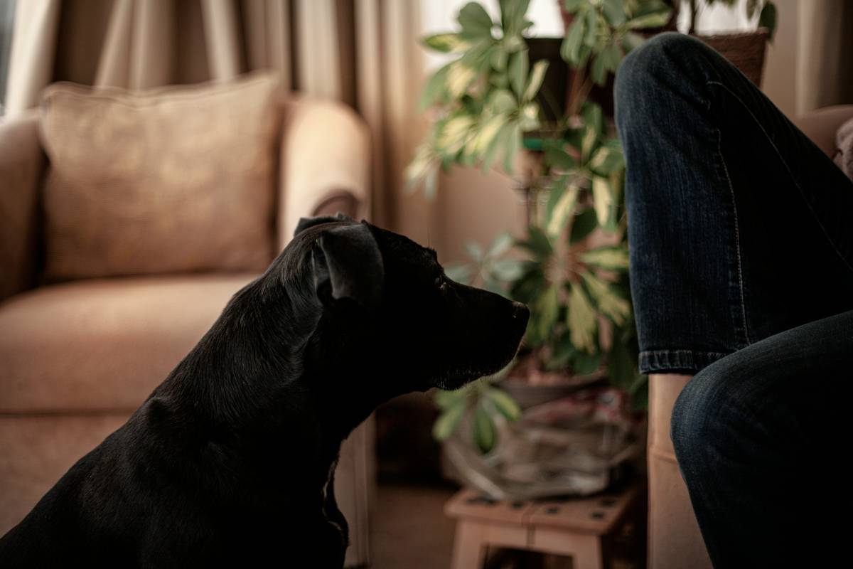 Proofing Focus: The Secret to Rock-Solid Recall Training (Even When Squirrels Attack)