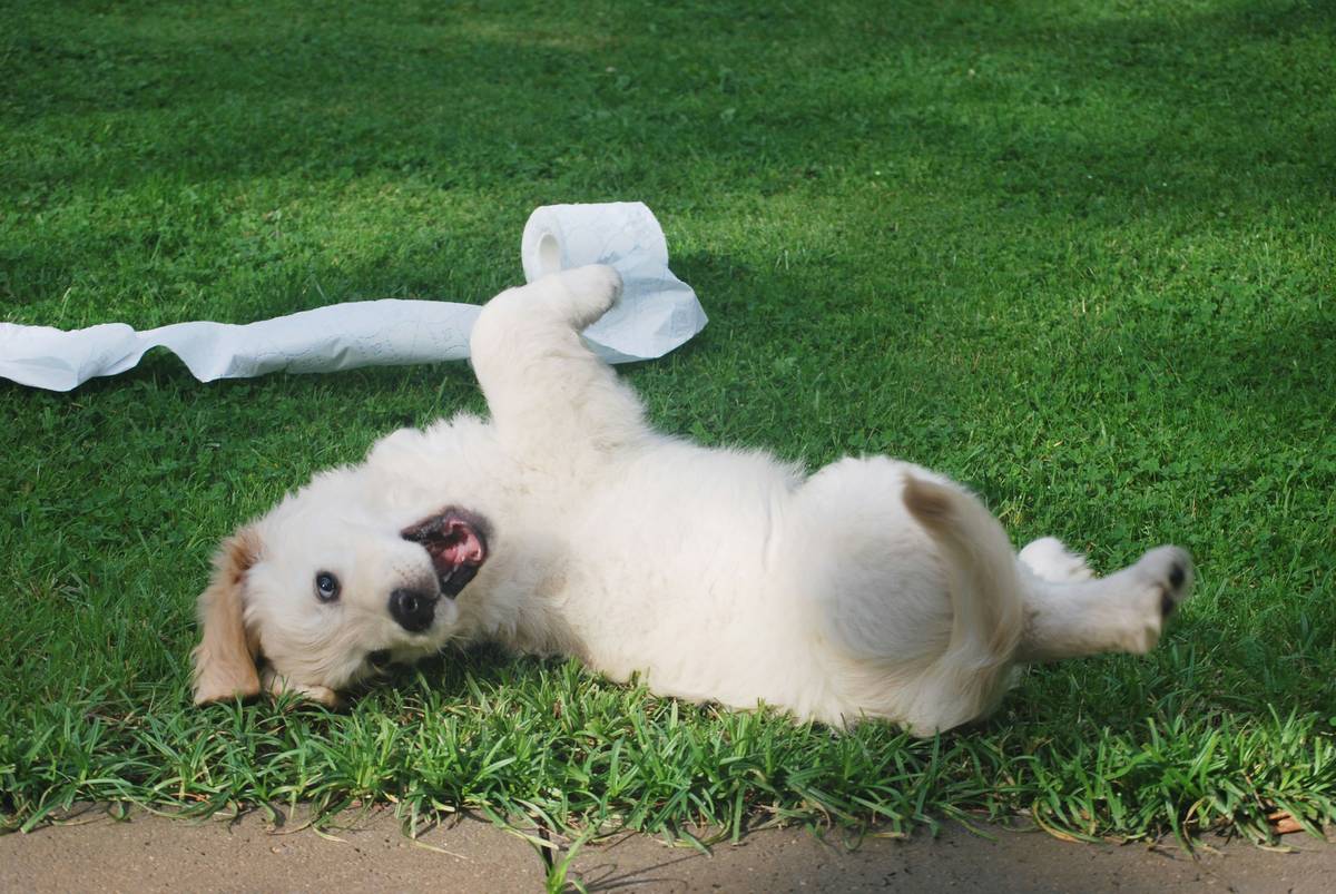 Dog performing proof exercises in a park with distractions like balls and other dogs