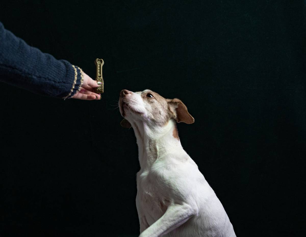 Dog sprinting back to owner during recall at distance training in open field