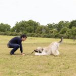 Distraction-Proof Recall Training: Advanced proofing tips That Actually Work