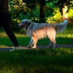 Distraction Proofs: The Missing Link in Reliable Recall Training