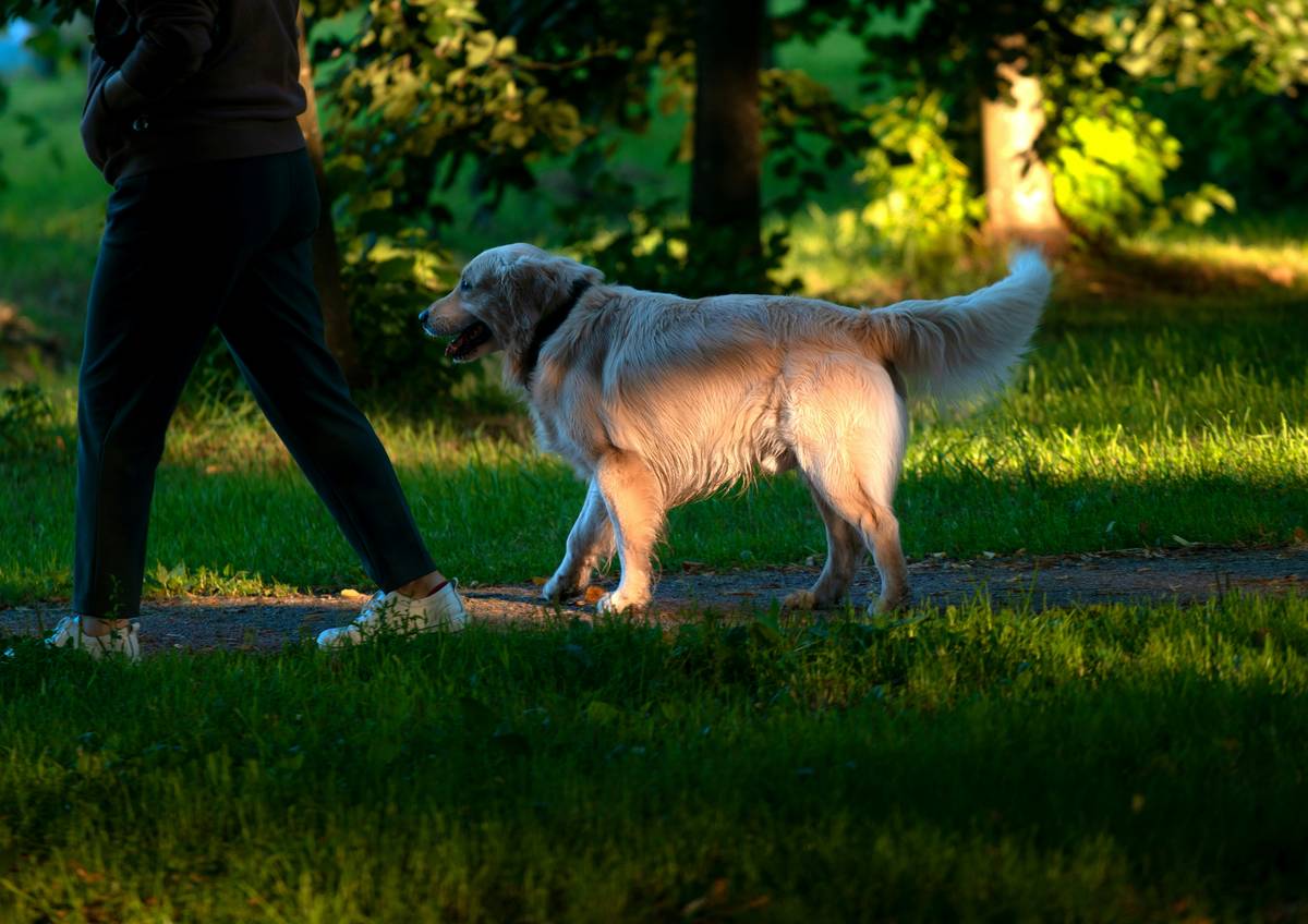 Distraction Proofs: The Missing Link in Reliable Recall Training