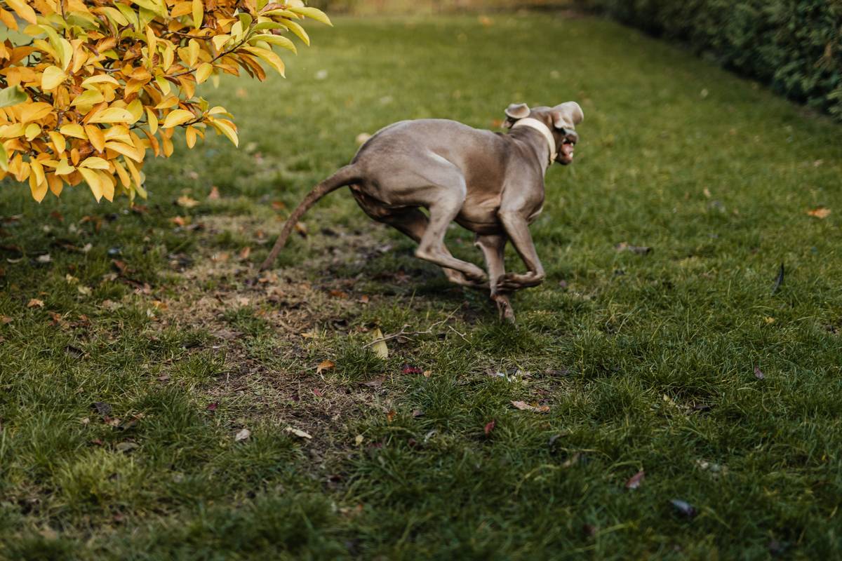 dog emergency recall training with handler using high-value treat in park
