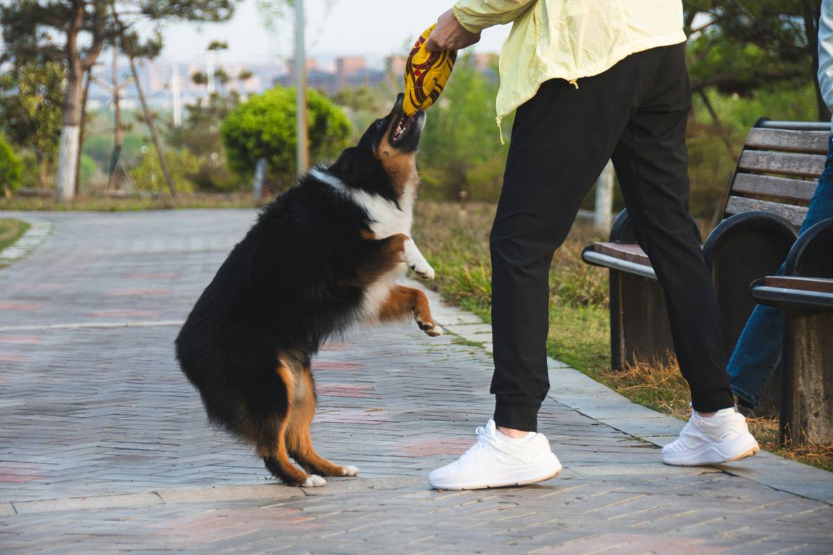 Dog mastering distraction proofs during outdoor recall training with trainer using long line