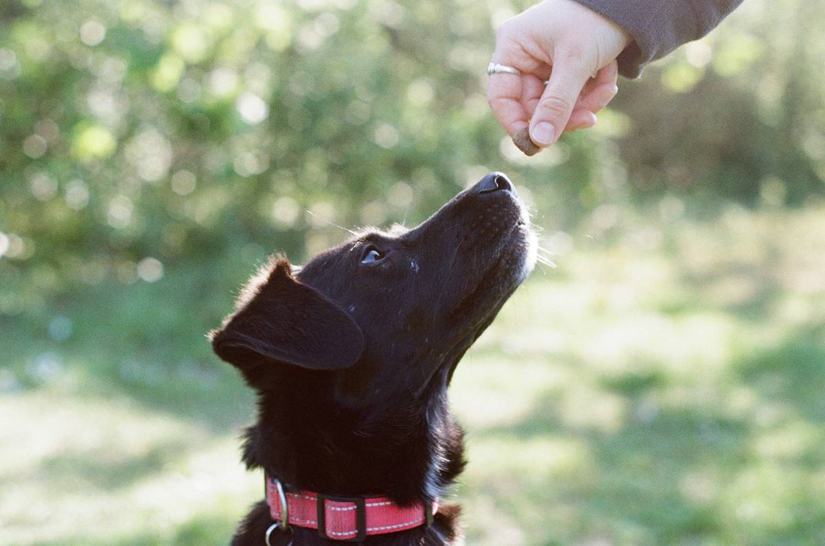 Dog returning successfully during distraction proofing tips session in a busy park