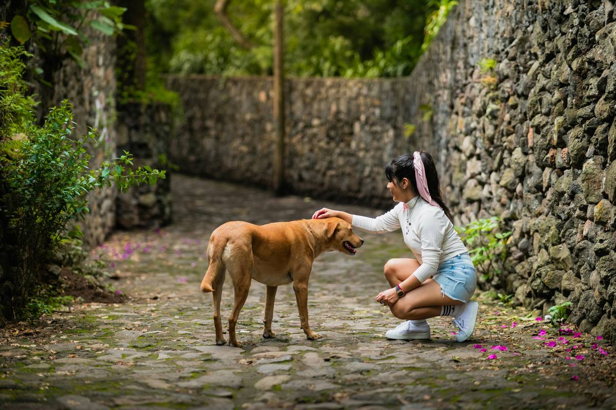 Trainer practicing reset technique as part of advanced proofing tips with dog in field
