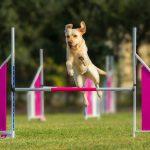 Proof Dogs: 7 Proven Ways to Avoid Costly Distraction Mistakes