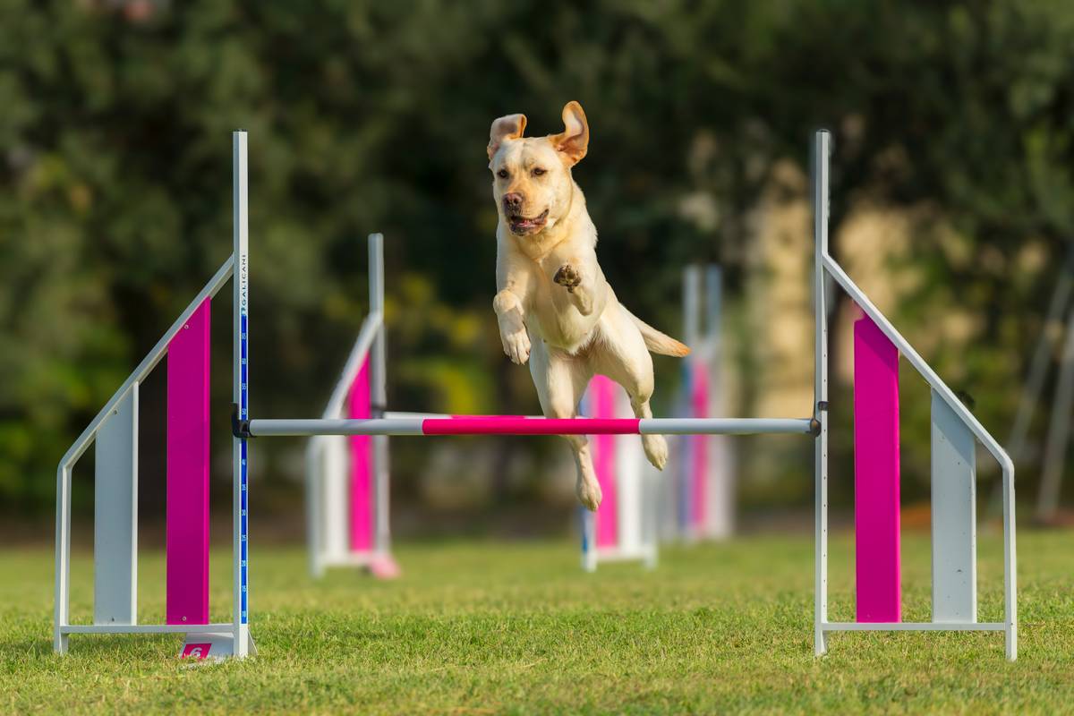 Proof Dogs: 7 Proven Ways to Avoid Costly Distraction Mistakes