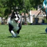 Recall Range: 7 Proven Tips to Avoid Costly Mistakes in Distance Training