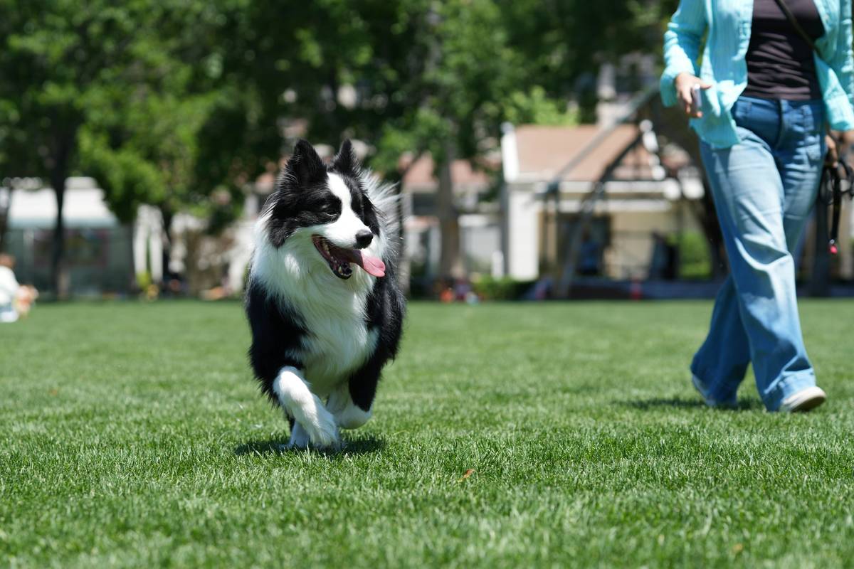 Recall Range: 7 Proven Tips to Avoid Costly Mistakes in Distance Training